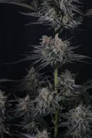 420 Fast Buds - Mendo Guava Auto™ - 3 Stk feminisiert