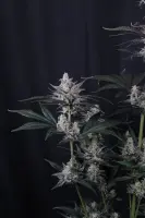 420 Fast Buds - Mendo Guava Auto™ - 3 Stk feminisiert