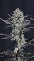 420 Fast Buds - Mendo Guava Auto™ - 3 Stk feminisiert