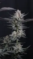 420 Fast Buds - Mendo Guava Auto™ - 3 Stk feminisiert