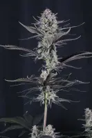 420 Fast Buds - Mendo Guava Auto™ - 3 Stk feminisiert