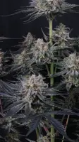 420 Fast Buds - Mendo Guava Auto™ - 3 Stk feminisiert