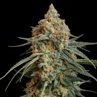 Royal Queen Seeds - Granddaddy Purple - 3 Stk feminisiert