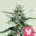 Royal Queen Seeds - Granddaddy Purple - 3 Stk feminisiert