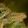 Royal Queen Seeds - Green Gelato - 3 Stk feminisiert