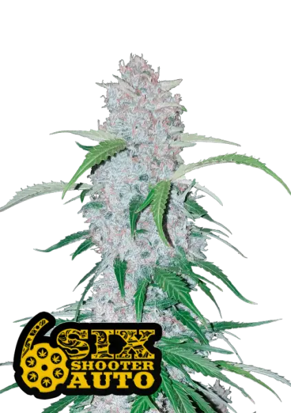 420 Fast Buds - Six Shooter Auto - 1 Stk feminisiert