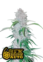 420 Fast Buds - Six Shooter Auto - 1 Stk feminisiert