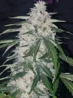 420 Fast Buds - Six Shooter Auto - 1 Stk feminisiert
