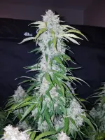 420 Fast Buds - Six Shooter Auto - 1 Stk feminisiert
