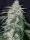 420 Fast Buds - Six Shooter Auto - 1 Stk feminisiert