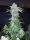 420 Fast Buds - Six Shooter Auto - 1 Stk feminisiert