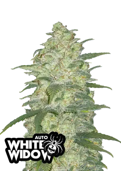 420 Fast Buds - Original White Widow Auto - 1 Stk feminisiert