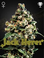 Green House Seed Co. - Jack Herer - 3 Stk feminisiert