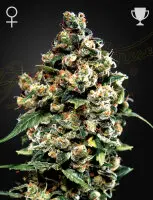 Green House Seed Co. - Jack Herer - 3 Stk feminisiert