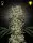 Green House Seed Co. - Super Silver Haze - 3 Stk feminisiert