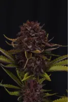 420 Fast Buds - Purple Lemonade Auto RF3™ - 3 Stk feminisiert