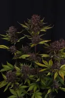 420 Fast Buds - Purple Lemonade Auto RF3™ - 3 Stk feminisiert