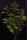 420 Fast Buds - Purple Lemonade Auto RF3™ - 3 Stk feminisiert