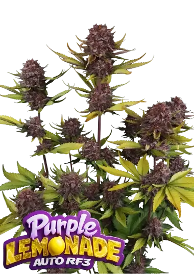 420 Fast Buds - Purple Lemonade Auto RF3™ - 1 Stk feminisiert