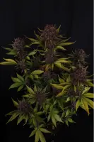 420 Fast Buds - Purple Lemonade Auto RF3™ - 1 Stk feminisiert