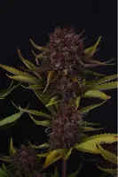 420 Fast Buds - Purple Lemonade Auto RF3™ - 1 Stk feminisiert