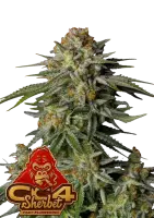 420 Fast Buds - GG4 Sherbet FF - Fastflowering 3 Stk...