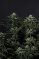 420 Fast Buds - GG4 Sherbet FF - Fastflowering 3 Stk feminisiert