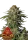 420 Fast Buds - GG4 Sherbet FF - Fastflowering 3 Stk feminisiert