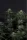 420 Fast Buds - GG4 Sherbet FF - Fastflowering 3 Stk feminisiert
