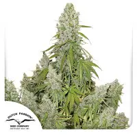 Dutch Passion - Auto Ultimate®
