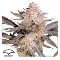 Dutch Passion - Orange Bud 2.0 - 3 Stk feminisiert