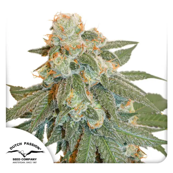 Dutch Passion - Auto Orange Bud® - 3 Stk feminisiert