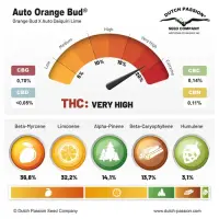 Dutch Passion - Auto Orange Bud® - 3 Stk feminisiert