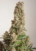 Dutch Passion - Auto Orange Bud® - 3 Stk feminisiert