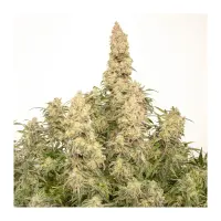 Dutch Passion - Auto Orange Bud® - 3 Stk feminisiert