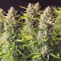 Dutch Passion - Auto Orange Bud® - 3 Stk feminisiert
