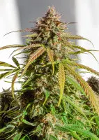Dutch Passion - Auto Orange Bud® - 3 Stk feminisiert