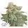 Dutch Passion - Auto Orange Bud® - 3 Stk feminisiert