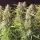 Dutch Passion - Auto Orange Bud® - 3 Stk feminisiert