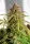 Dutch Passion - Auto Orange Bud® - 3 Stk feminisiert