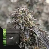 Doja - Lime Verbena - 3 Stk. feminisiert