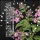 Doja - Lime Verbena - 3 Stk. feminisiert