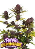 420 Fast Buds - Purple Lemonade Auto RF3™