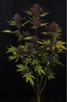 420 Fast Buds - Purple Lemonade Auto RF3™