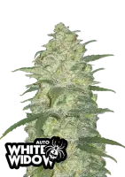 420 Fast Buds - Original White Widow Auto - 5 Stk...
