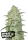 420 Fast Buds - Original White Widow Auto - 5 Stk feminisiert