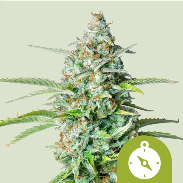 Royal Queen Seeds - Northern Light Auto - 3 Stk feminisiert