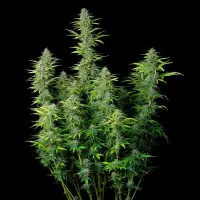 Royal Queen Seeds - Northern Light Auto - 3 Stk feminisiert
