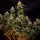 Royal Queen Seeds - Northern Light Auto - 3 Stk feminisiert