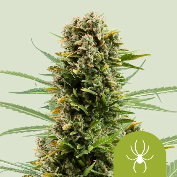 Royal Queen Seeds - White Widow Auto - 3 Stk feminisiert